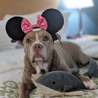 Lexy