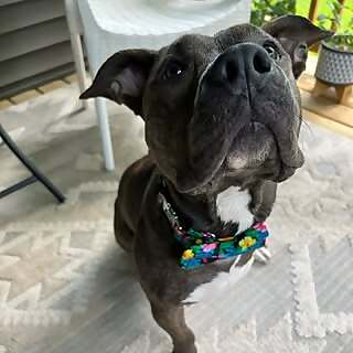 Gigi