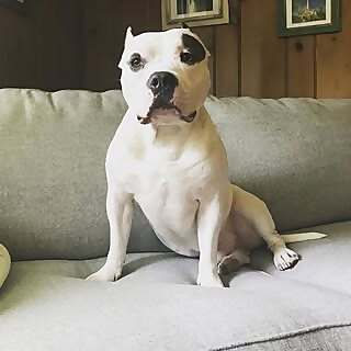 Ellie Gisler
