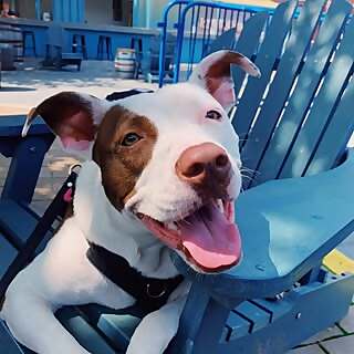 Radley Barkley