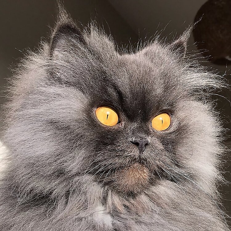 Bobbie