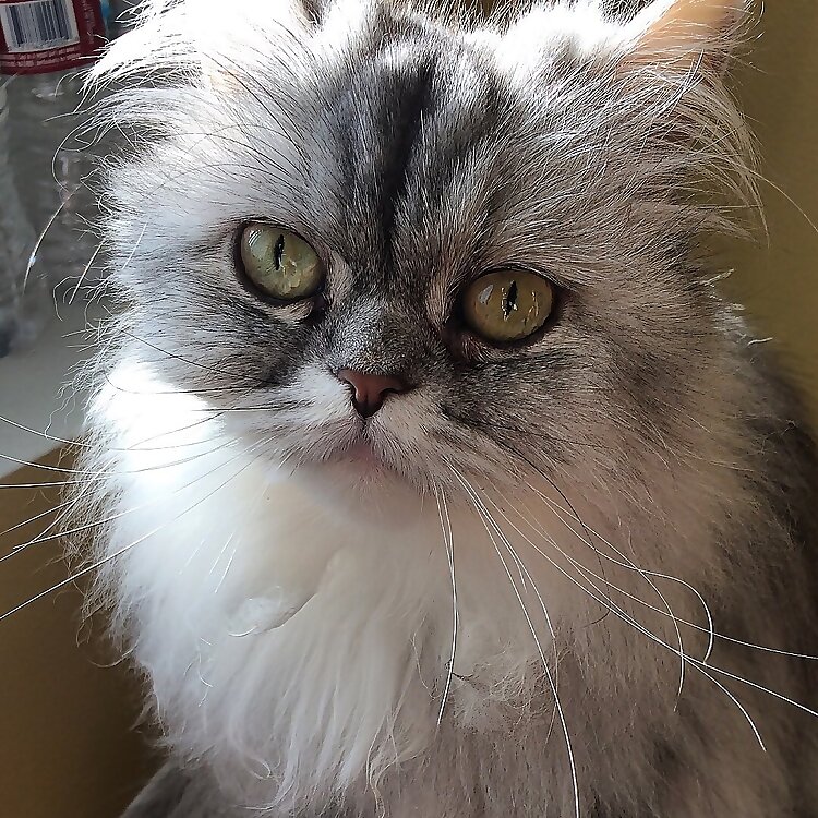 Tinkerbell