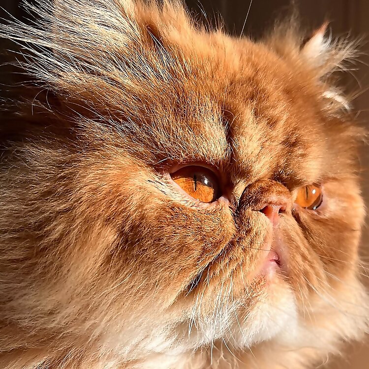 Oscar Charles