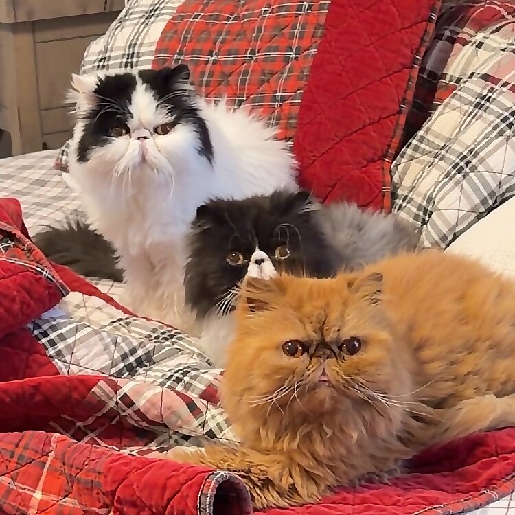 Walter, Walternate & Belly