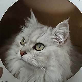 Bella