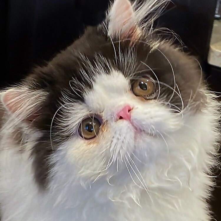 Finn