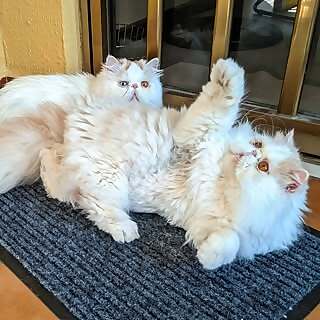 logan & Mia 