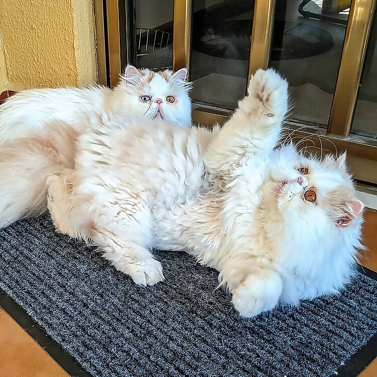 logan & Mia 