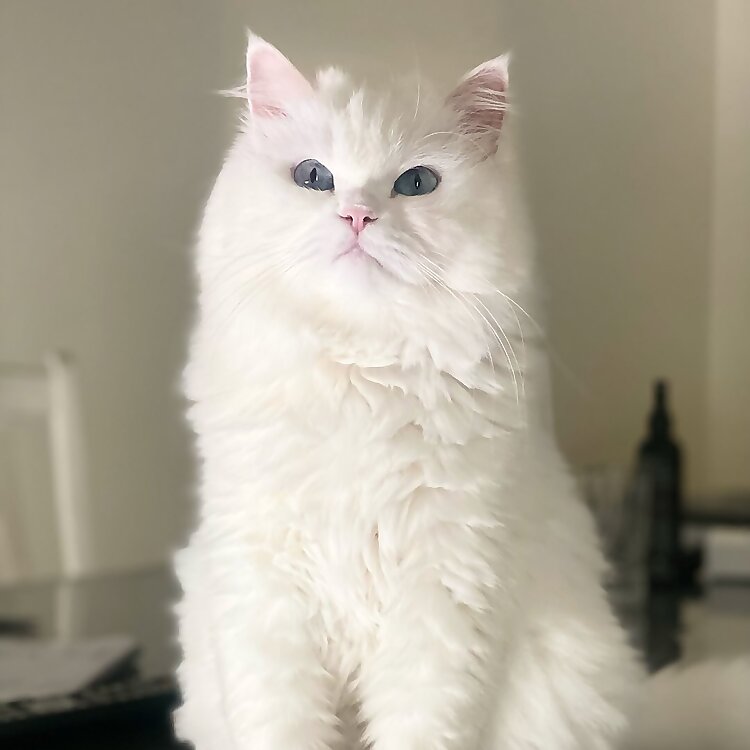 Fluffy 
