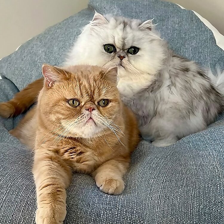 Eric & Ollie