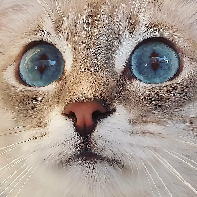 Saoirse