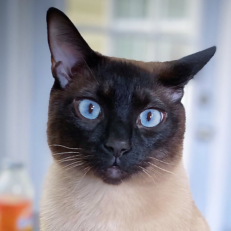 Simon
