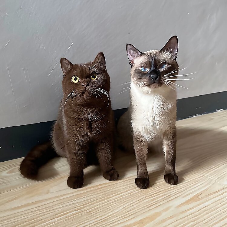 Tofu & Tiramisu 