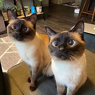 Salt & Pepper