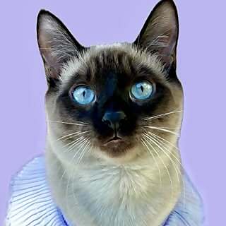 Suki