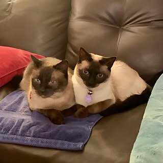 Cali & Mya & Moose