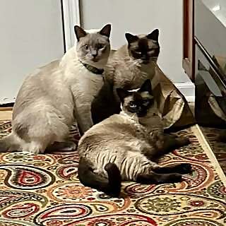 Cali & Mya & Moose