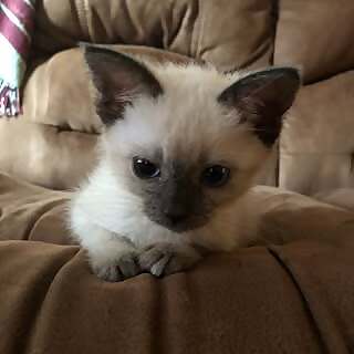 Tobie Isabella