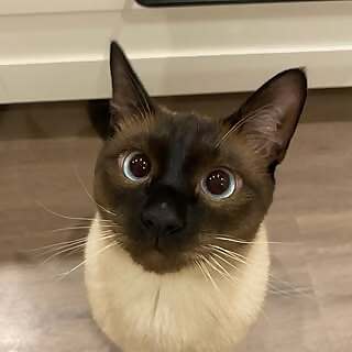 Loki