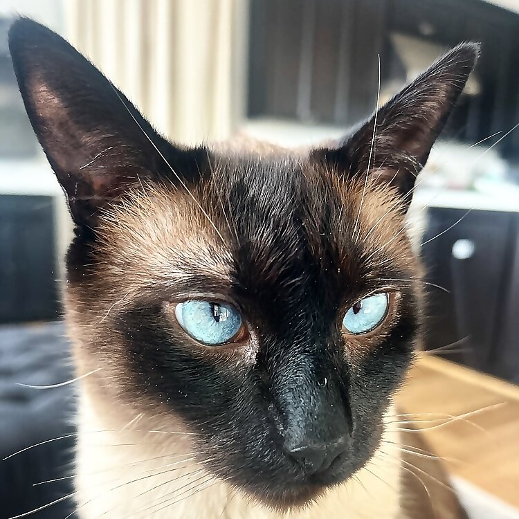 Mushu