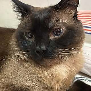 Zeus Siamese