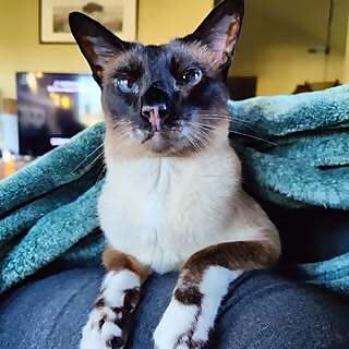 Douglas