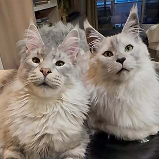  Kissa & Ted