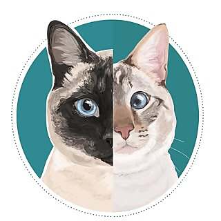 Mocca & Miso de Cascabel