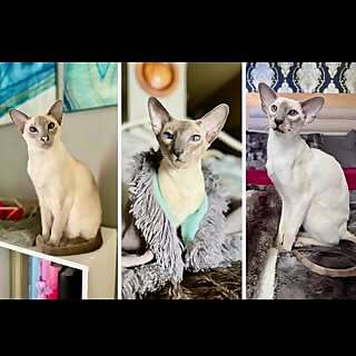 Zurvan & Xena & Moon