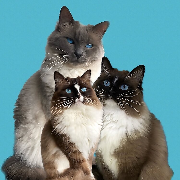 Atlas &Phoebe &AJAX