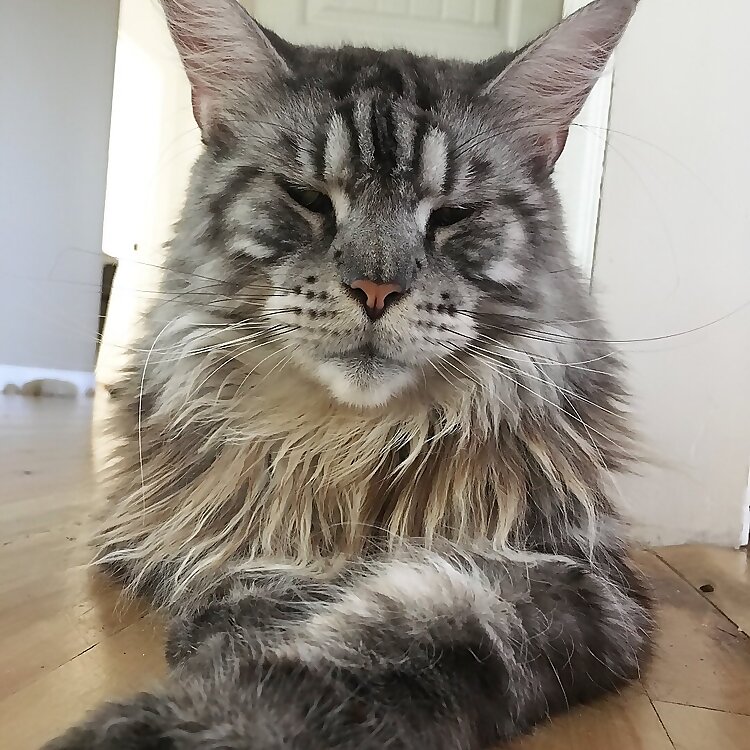 Mainecooncapers