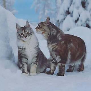 Tiara, Luna & Lizzie