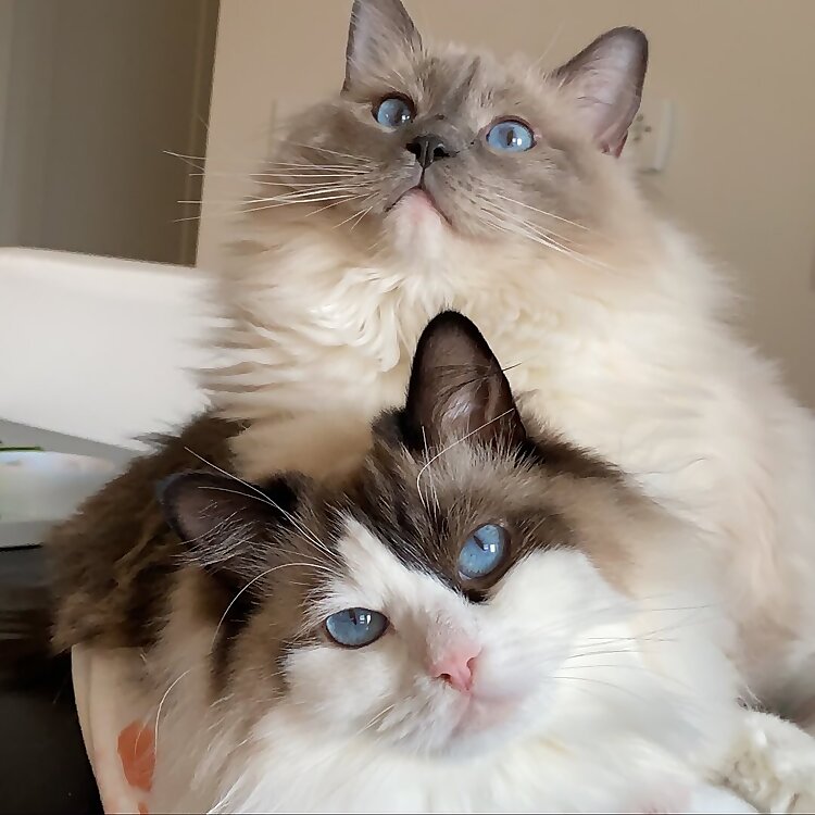 Eevee & Yoshi