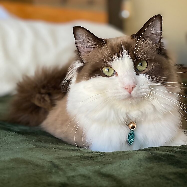 Meredith Mae