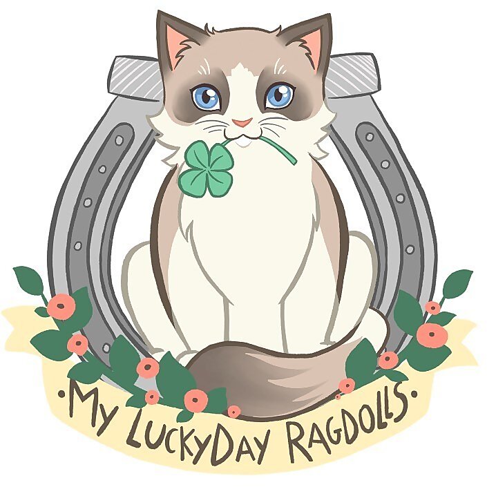 Ragdoll Kittens and Cats