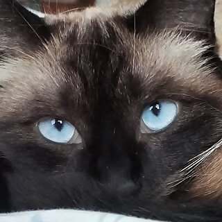 Lily