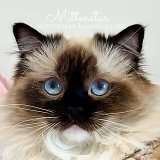Mittenstar Ragdolls 