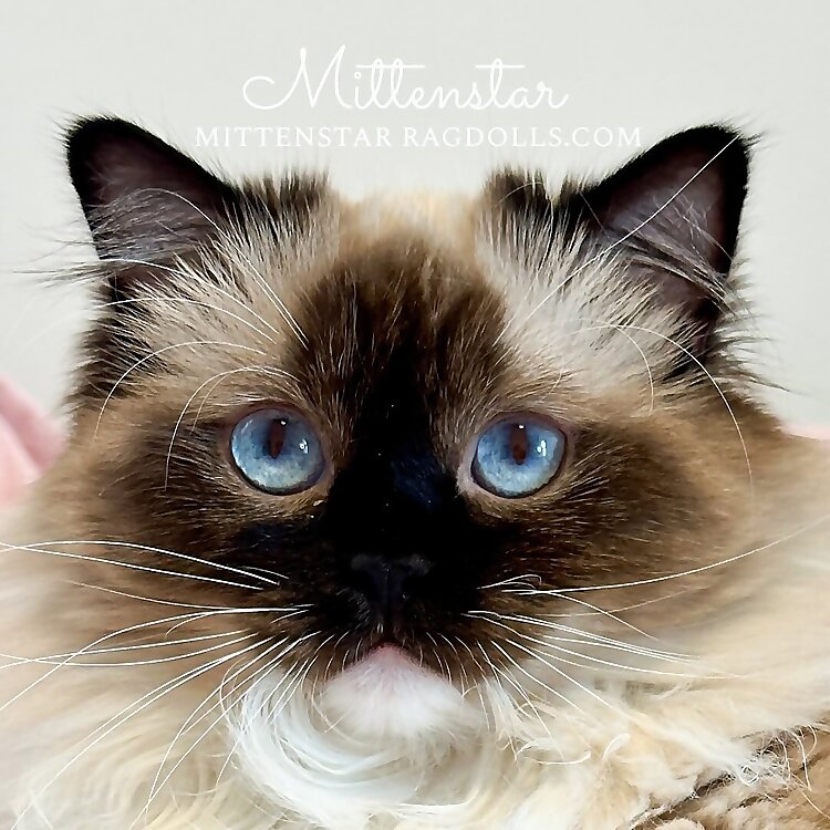 Mittenstar Ragdolls 