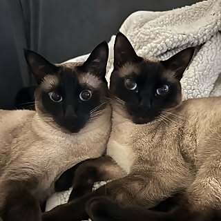 Jasper and Dexter