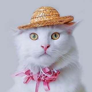 Brossy Meowington