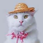 Brossy Meowington