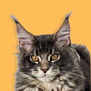 Daryl