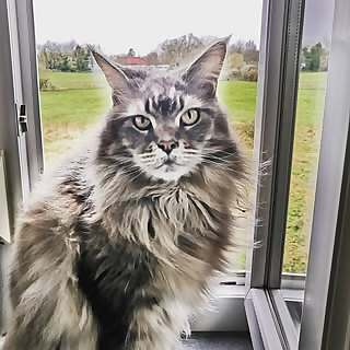 The Wicked Cat