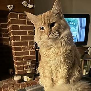 Mr Wendal
