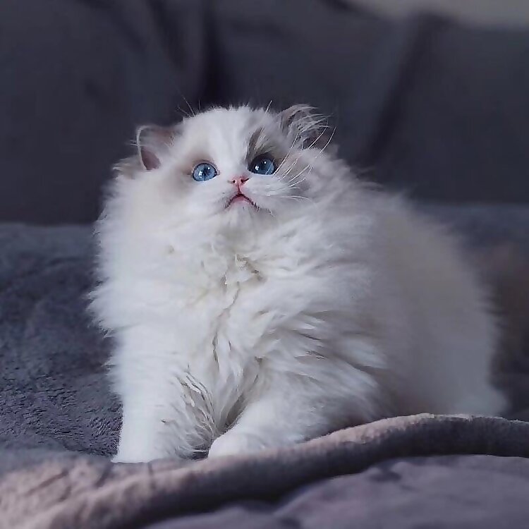 Miao Wang