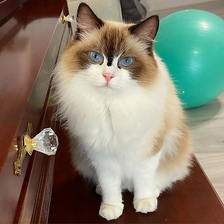 Happy Ragdolls