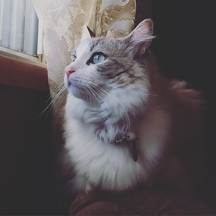 Gypsy
