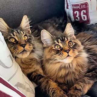 Teddy & Nala 