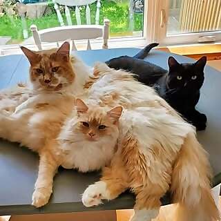 Frank, Nucky & Hugo 