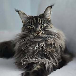 Merlin 